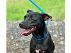 Adopt a Black Labrador Retriever dog in Jourdanton, TX (41503211)
