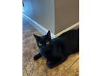 Adopt Jet a All Black Domestic Shorthair / Mixed (short coat) cat in Corona