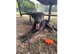 Adopt River a Brindle - with White Cane Corso / Plott Hound / Mixed dog in