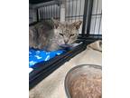 Adopt Smokey Joe a Domestic Shorthair / Mixed (short coat) cat in Ridgely