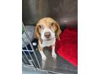 Adopt Melody a Beagle / Mixed dog in Ridgely, MD (41523966)