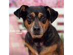 Adopt Brady a Black Beagle / Miniature Dachshund / Mixed (short coat) dog in