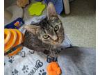 Adopt Jimmy Chips a Brown Tabby Domestic Shorthair / Mixed Breed (Medium) /