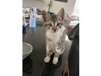 Adopt No Name a Black & White or Tuxedo Tabby / Mixed (medium coat) cat in San