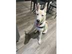 Adopt Ghost a White - with Tan, Yellow or Fawn German Shepherd Dog / Mixed dog