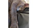Adopt Askii a Gray or Blue (Mostly) American Shorthair / Mixed (short coat) cat