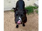 Adopt Bo a Black - with White Pit Bull Terrier / Mixed dog in Benbrook