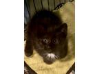 Adopt Magic a Black & White or Tuxedo Domestic Mediumhair (medium coat) cat in