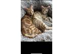 Adopt Spice & Pumpkin a Orange or Red Tabby / Mixed (short coat) cat in