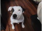 Adopt Zoey a Brindle - with White American Pit Bull Terrier / Bull Terrier /