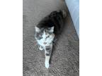 Adopt Queen Josie a Calico or Dilute Calico Calico / Mixed (medium coat) cat in