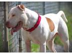 Adopt Morano a White American Pit Bull Terrier dog in Johnstown, PA (41525347)