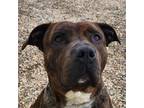 Adopt Nova a Pit Bull Terrier dog in Yankton, SD (41525342)