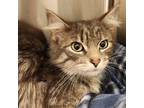 Adopt Gretchen a Domestic Mediumhair cat in Yankton, SD (41525341)