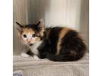 Adopt Fancy a Domestic Mediumhair cat in Yankton, SD (41522318)
