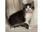 Adopt Rowdy a Domestic Mediumhair cat in Yankton, SD (41522317)
