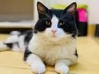 Adopt Cattitude: Pongo a Domestic Shorthair / Mixed cat in Edmonton