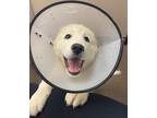 Adopt Eleanor a Great Pyrenees / Mixed dog in Edmonton, AB (41527051)
