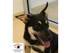 Adopt Luna a Australian Cattle Dog / Mixed dog in Pocatello, ID (41527049)