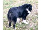 Adopt Kylo a Black - with White Australian Shepherd / Border Collie / Mixed dog