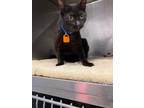 Adopt Ozzy a Domestic Shorthair / Mixed (short coat) cat in Angola