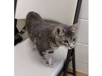 Adopt Octavia 41450 a Domestic Shorthair / Mixed cat in Pocatello, ID (41523823)