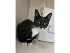 Adopt stray/hold a Black & White or Tuxedo Domestic Shorthair (short coat) cat