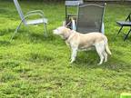 Adopt Pearl a Tan/Yellow/Fawn Labrador Retriever / Mixed dog in Savannah