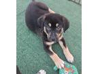 Adopt Tyson a Black - with Tan, Yellow or Fawn German Shepherd Dog / Husky /