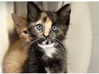 Adopt JOSIE a Tortoiseshell Domestic Mediumhair / Mixed (medium coat) cat in