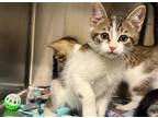 Adopt NEIL a Brown or Chocolate Domestic Mediumhair / Mixed (medium coat) cat in