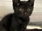 Adopt NESTOR a All Black Domestic Mediumhair / Mixed (medium coat) cat in