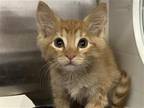 Adopt NANCY a Orange or Red Domestic Mediumhair / Mixed (medium coat) cat in
