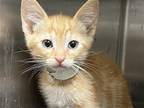 Adopt NATHAN a Orange or Red Domestic Mediumhair / Mixed (medium coat) cat in