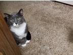 Adopt Gracie a Gray or Blue Domestic Shorthair / Mixed (short coat) cat in