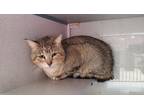 Adopt *Alpha* a Domestic Shorthair / Mixed cat in Salt Lake City, UT (41527060)