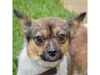 Adopt Fay a Brown/Chocolate - with White Corgi / Papillon / Mixed dog in