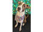 Adopt Tate a Pit Bull Terrier / Mixed dog in Lexington, KY (41526954)