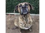 Adopt Marble a Plott Hound / Mixed dog in Lexington, KY (41526951)