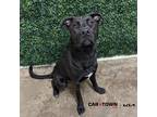 Adopt Twinkletoes a Labrador Retriever / Pit Bull Terrier / Mixed dog in