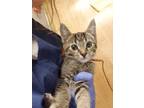 Adopt Laptop a Domestic Shorthair / Mixed cat in Birdsboro, PA (41526979)
