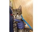 Adopt Monitor a Domestic Shorthair / Mixed cat in Birdsboro, PA (41526977)