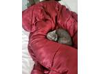 Adopt Luna Grey a Gray or Blue American Shorthair / Mixed (short coat) cat in