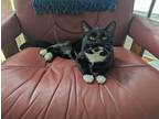 Adopt Flynn a Black & White or Tuxedo Domestic Shorthair (short coat) cat in