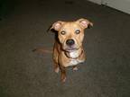 Adopt Topo a Tan/Yellow/Fawn - with White American Pit Bull Terrier / Mixed dog