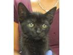 Adopt Penguin a Domestic Shorthair / Mixed cat in Raleigh, NC (41526841)