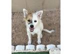 Adopt Poppy a White Australian Cattle Dog / Parson Russell Terrier dog in Tempe