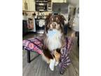Adopt Milo a Brown/Chocolate - with White Australian Shepherd / Mixed dog in