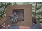 Adopt Willow 24 a Domestic Longhair / Mixed cat in Youngtown, AZ (41510391)