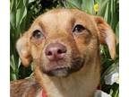 Adopt Latte a Tan/Yellow/Fawn - with Black Dachshund / Mixed dog in Thomasville